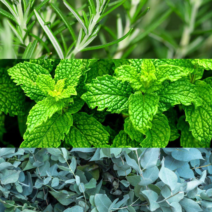 rosemary peppermint and eucalyptus