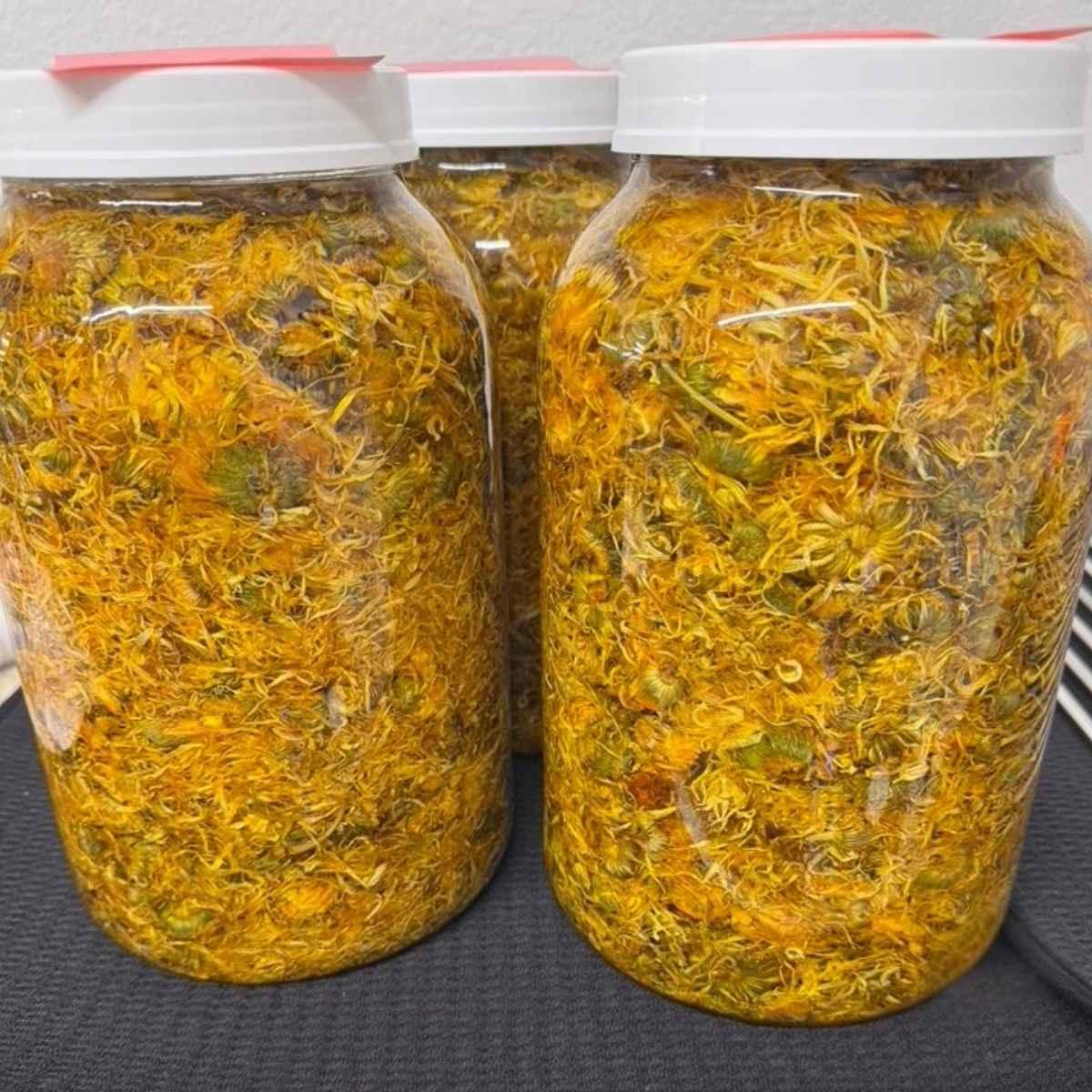 infusing jojoba oil with organic calendula flowers